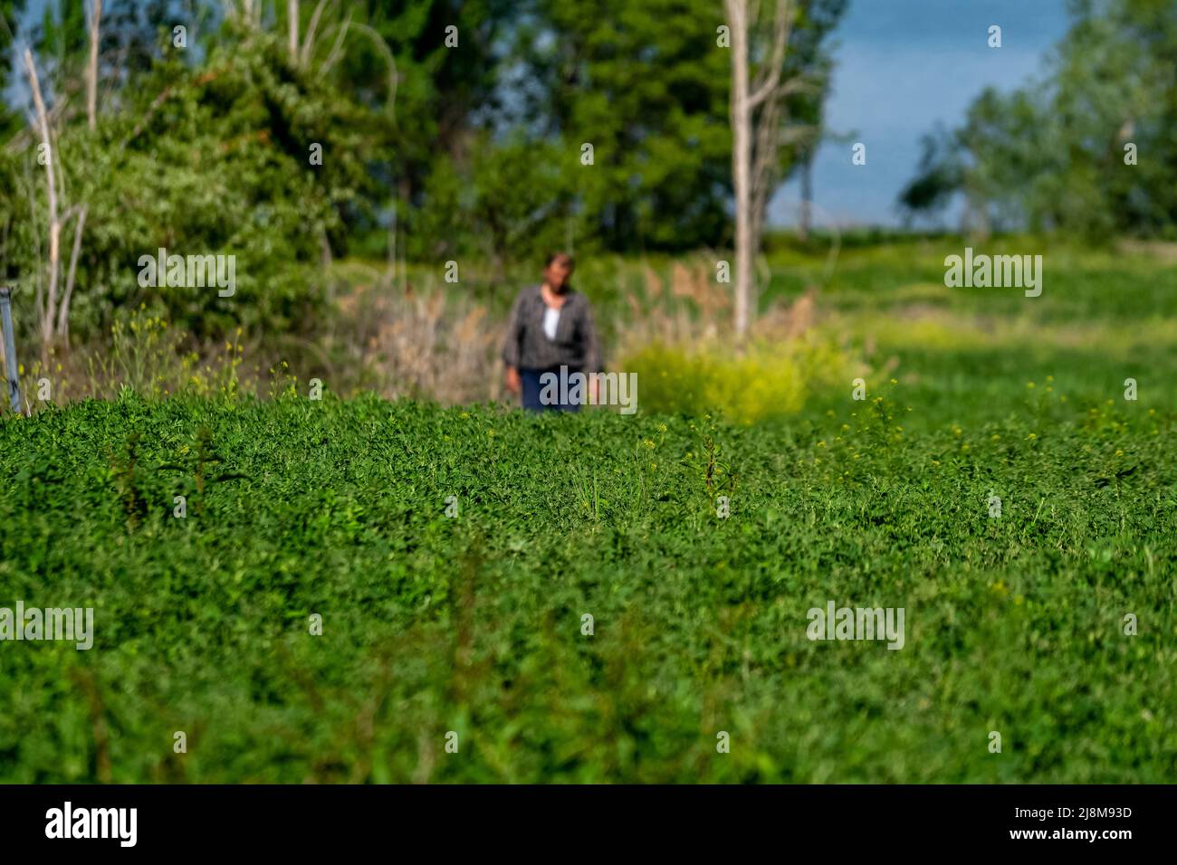 Alfalfa plant garden hi-res stock photography and images - Alamy