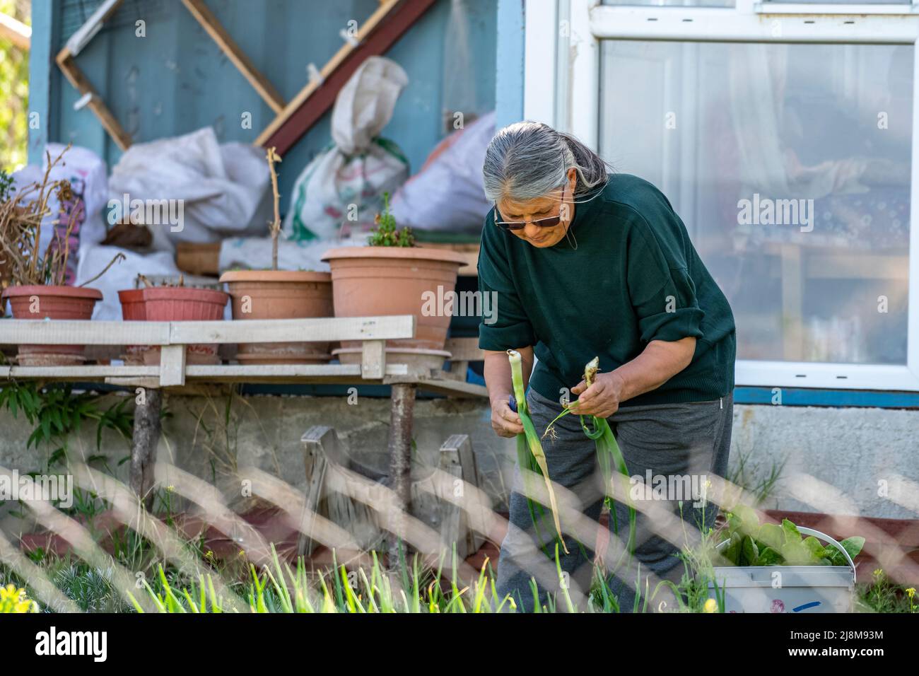 Selective focus shot of elderly woman picking onions. Stock Photo