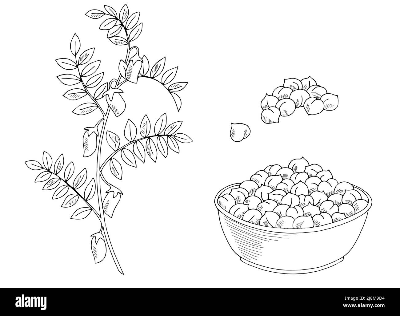Chickpeas plant graphic black white isolated sketch illustration vector Stock Vector