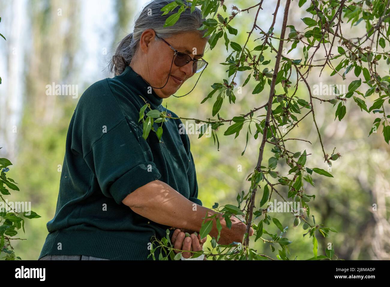 Selective focus shot of elderly woman in glasses happily picking almonds with bag in hand. Stock Photo