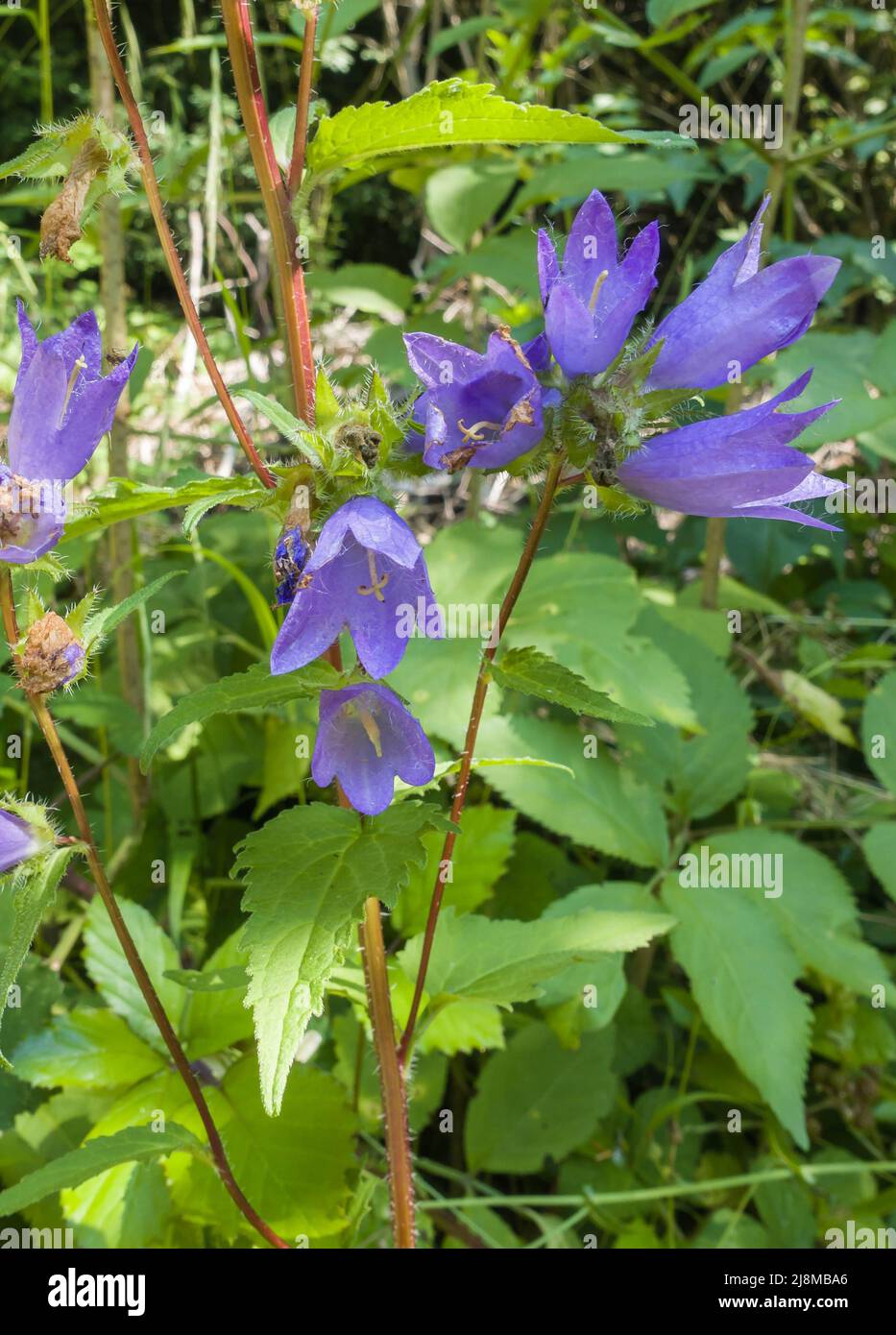 Nettle leaved Bellflower Campanula Trachelium Growing On A Nature nettle-leaved-bellflower-campanula-trachelium-growing-on-a-nature