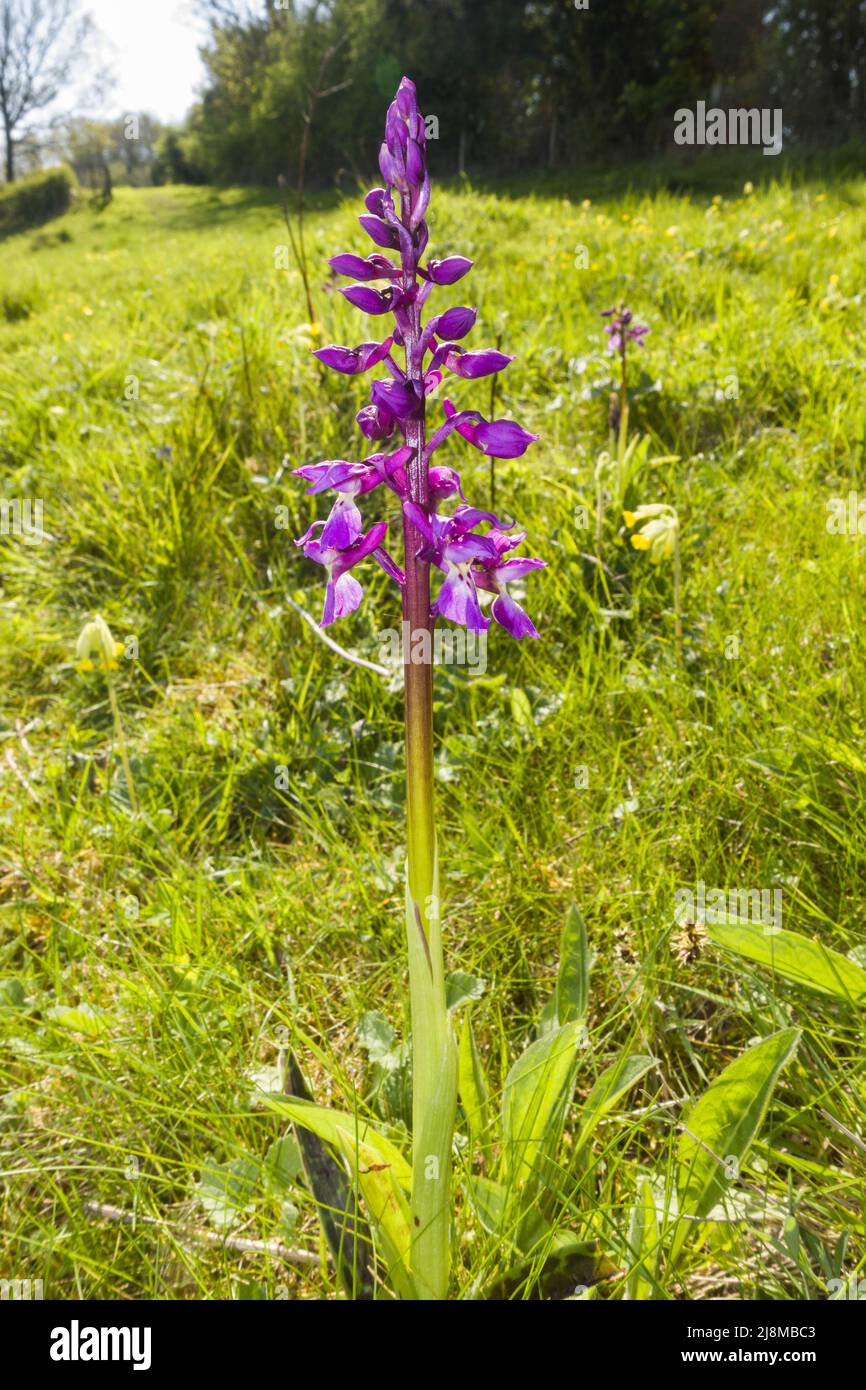 Early Purple Orchid (Orchis mascula) growing on a Nature Reserve in the Herefordshire UK countryside. April 2022. Stock Photo