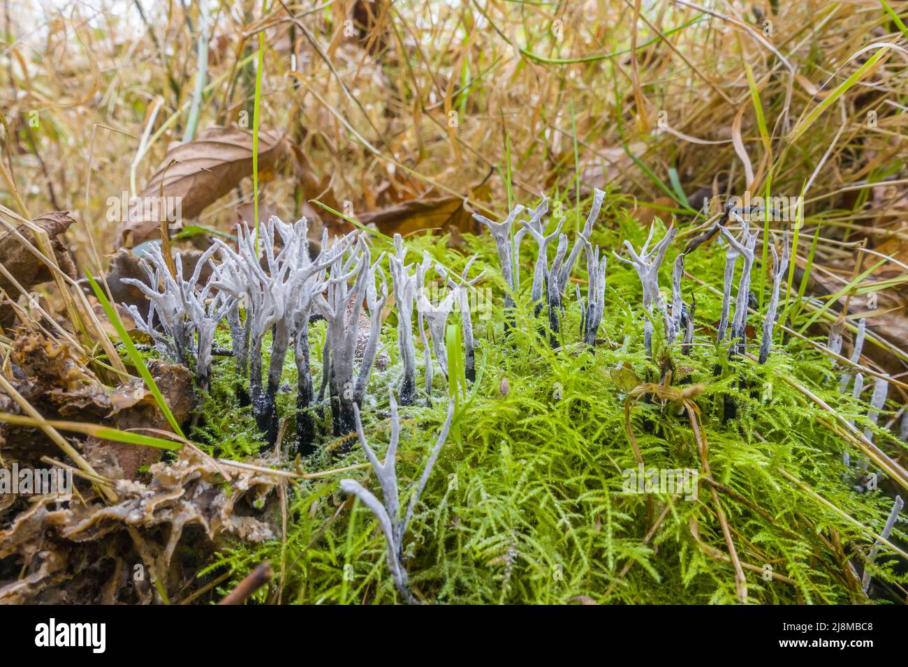 Candlestick fungus hires stock photography and images Alamy