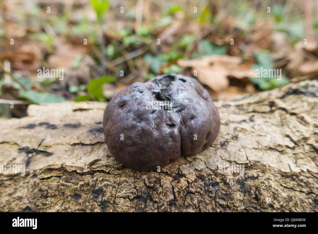 King Alfred's Cake (Daldinia concentrica) also known as cramp balls, Woolhope Herefordshire England UK. February 2022 Stock Photo