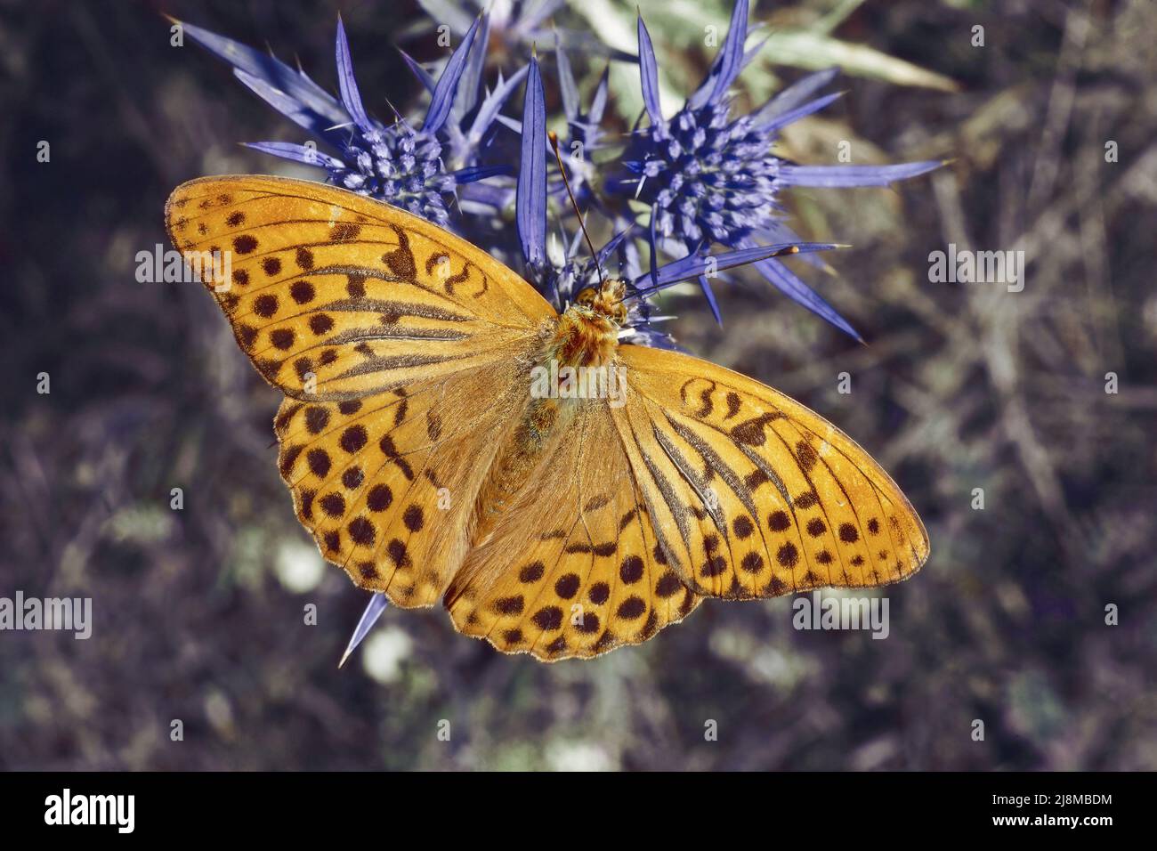 male specimen of silver-washed fritillary butterfly, Argynnis paphia, Nymphalidae, rests on a italian eryngo plant Stock Photo