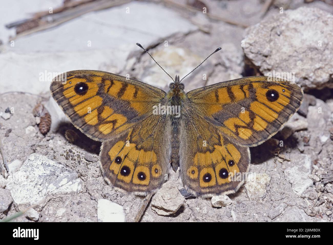 male specimen of wall brown butterfly, Lasiommata megera, Nymphalidae, in a rocky area Stock Photo