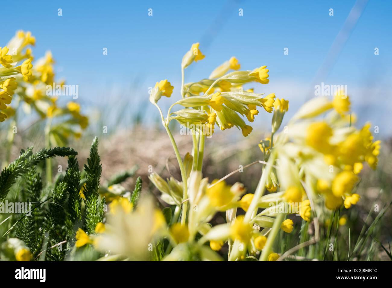 Light yellow cowslip flowers growing on a meadow during spring. Stock Photo