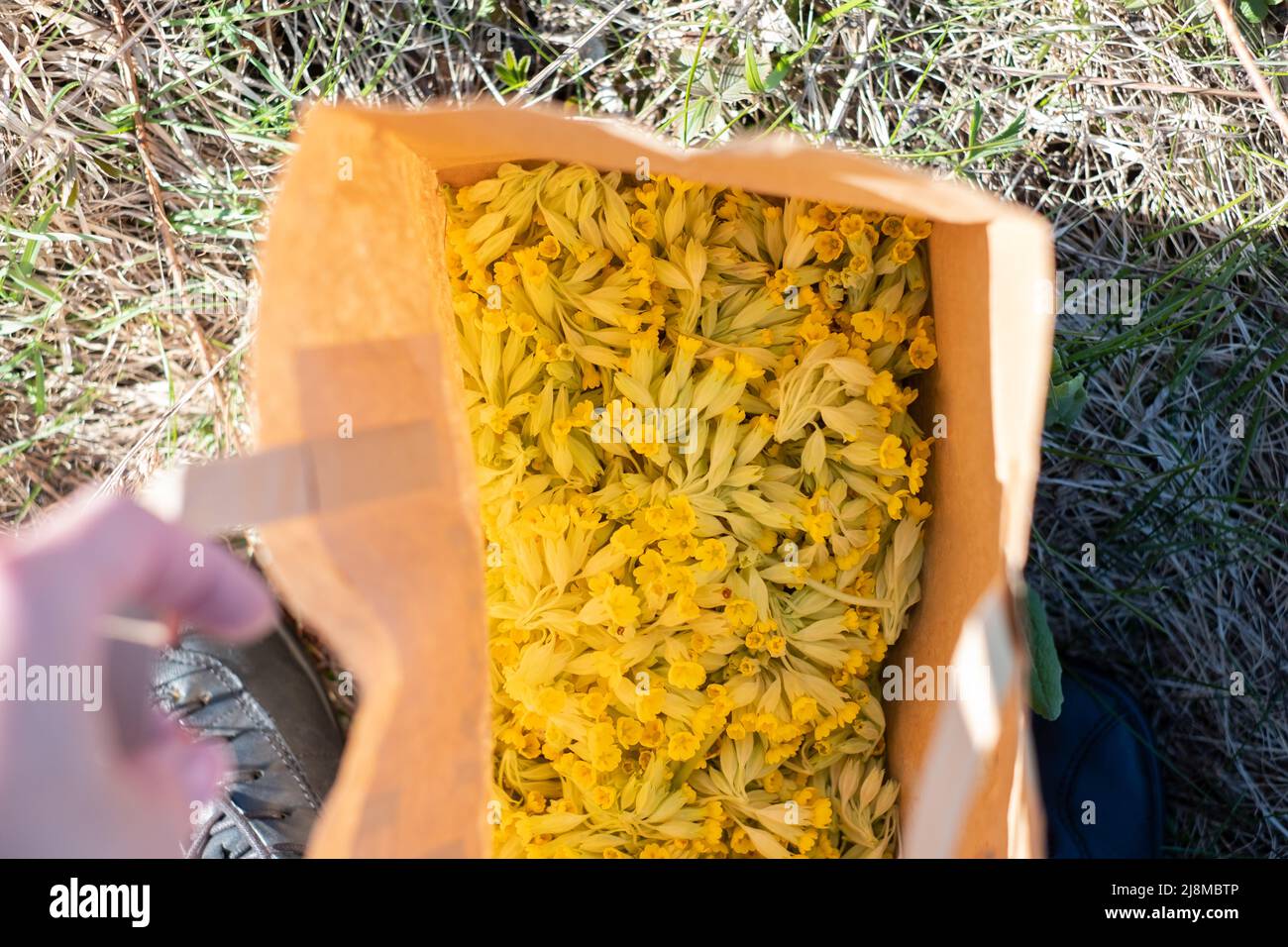 Picking light yellow cowslip flowers on a meadow during spring. Natural herbal tea. Stock Photo