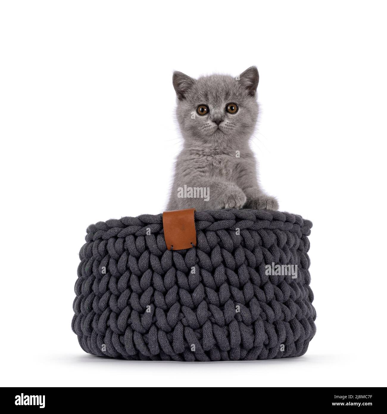 Solid gray sale kitten