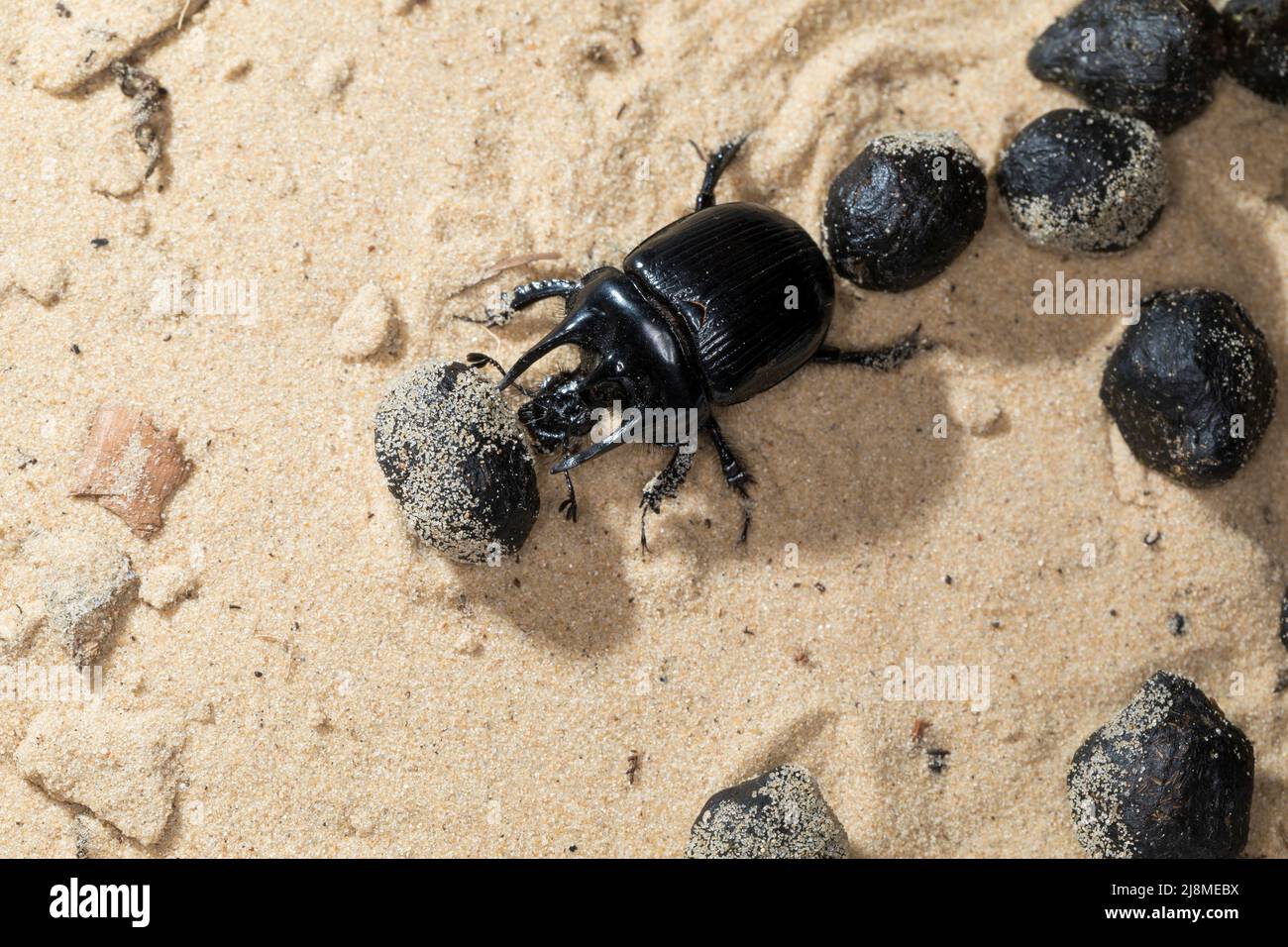 Stierkäfer, Männchen, zwischen Kot, Losung von Schaf, Typhaeus typhoeus, Minotaur beetle, male, Le Minotaure, Mistkäfer, Geotrupidae, dung beetles Stock Photo