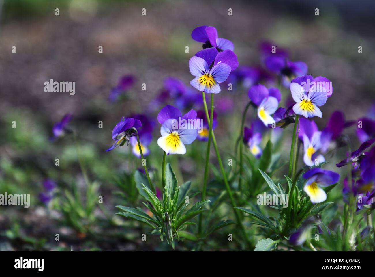 The Linnaeus Garden is a botanical garden at Svartbäcksgatan in Uppsala, Sweden. It is named after Carl von Linné, but was founded as early as 1655 by Olof Rudbeck d.ä.. In the picture: Viola tricolor ( In swedish: Styvmorsviol). Stock Photo
