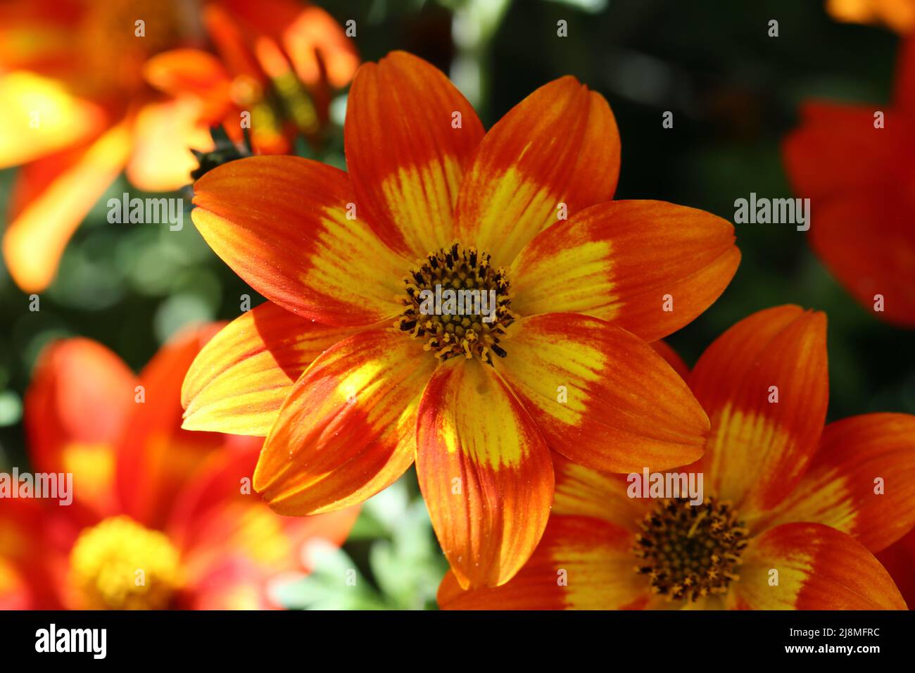 close-up of a beautiful orange bidens ferulifolia with selective focus Stock Photo