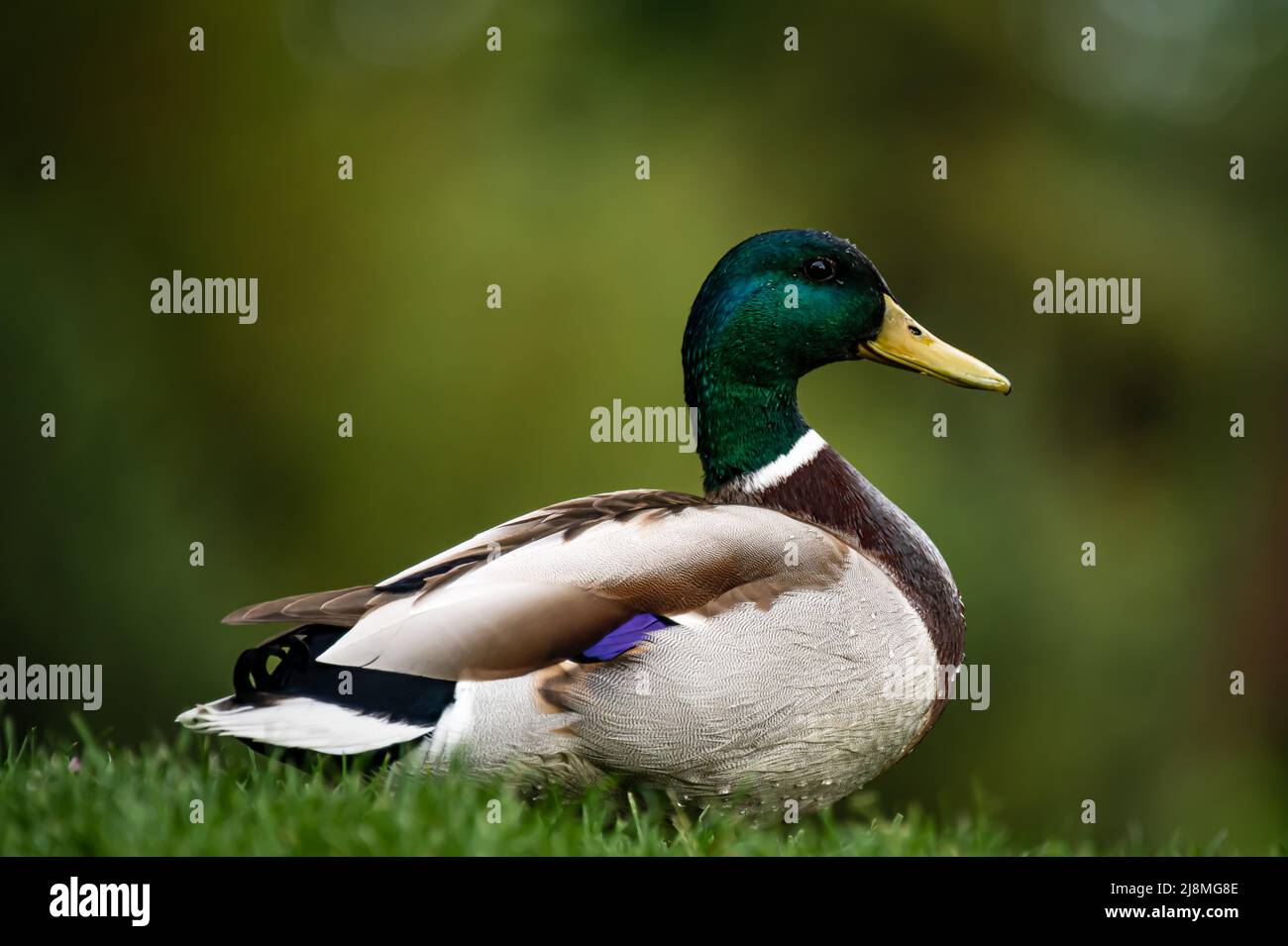 Duck on grass. One male mallard duck. Side view of wild duck. Anas platyrhynchos. Stock Photo