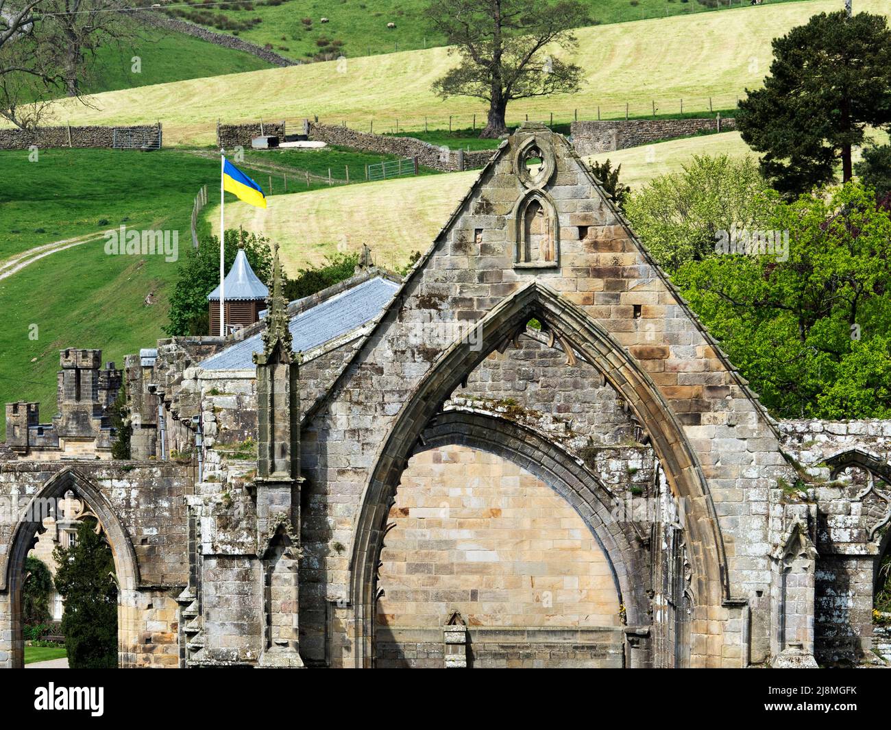 Flag of Ukraine flying over the church and priory ruins in May 2022 at Bolton Abbey North Yorkshire England Stock Photo