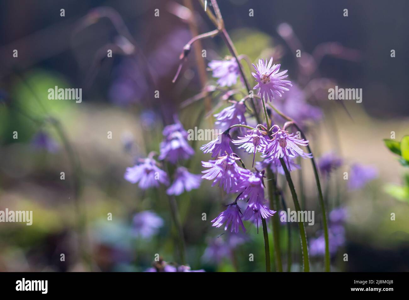 Soldanella montana - beautiful purple flowers in a clearing in the forest Stock Photo