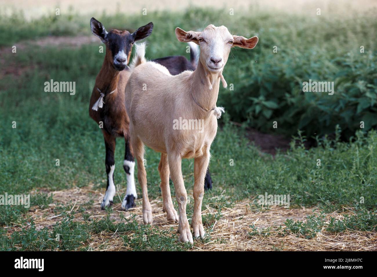The goats were interested in the photographer, they are careful. Horizontal photo. Stock Photo