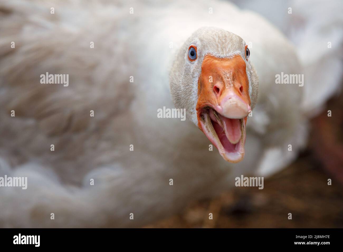 Beak and Face of White Goose. The duck is aggressive she is angry and hissing Stock Photo