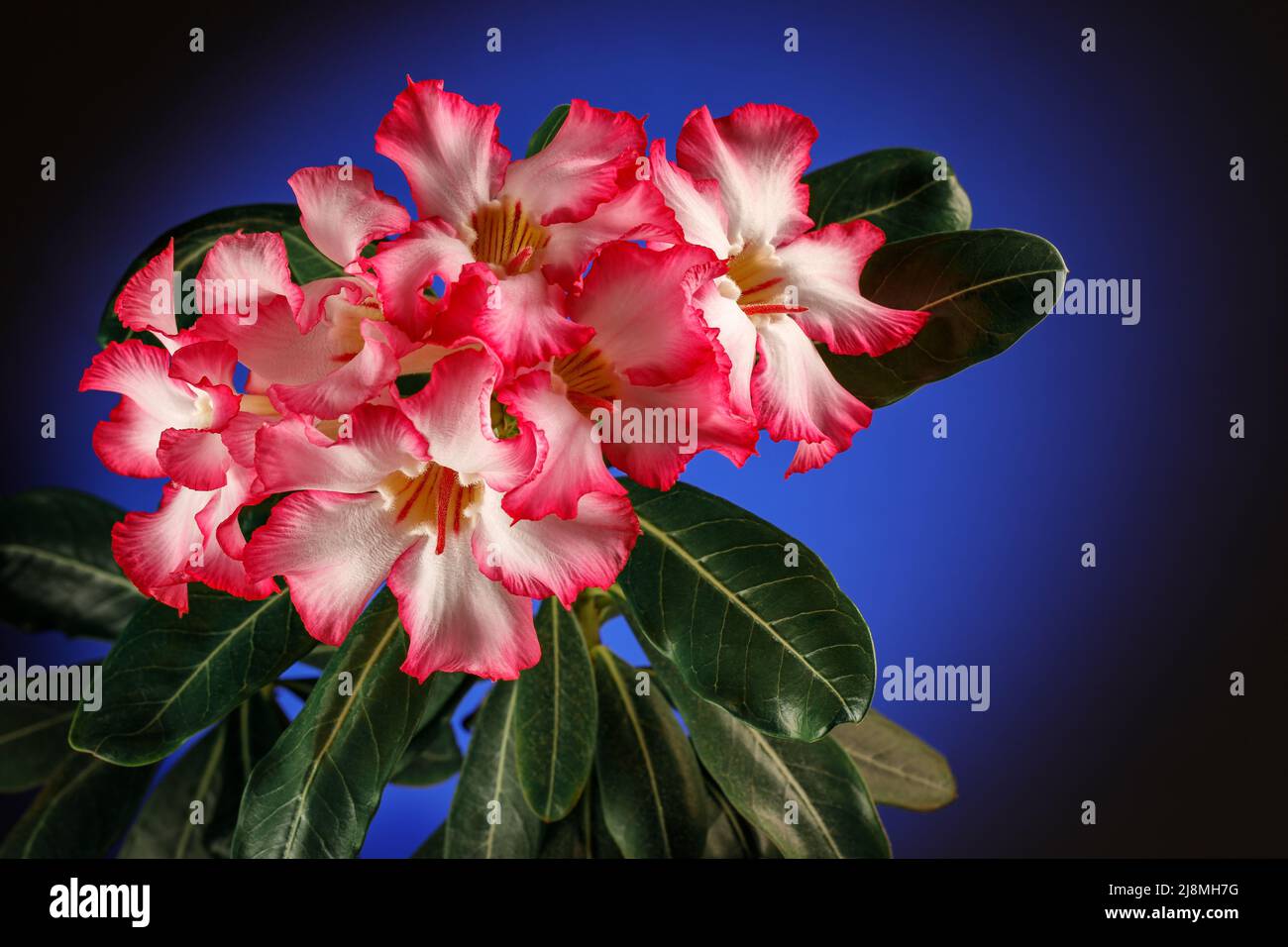 Pink Flower, Adenium obesum tree, Desert Rose, Impala Lily on the dark blue background. There is free space for text, it can be used as a greeting car Stock Photo