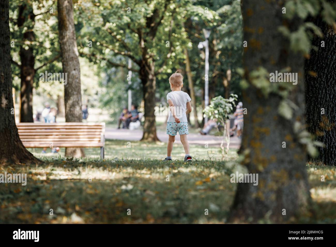 A little cute boy in the back view, traveling in an oak park. Stock Photo