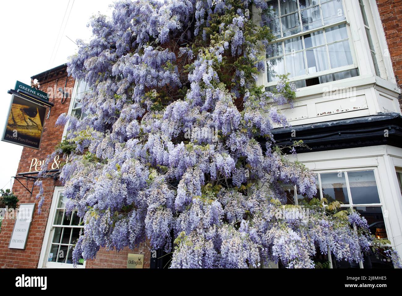 A huge wisteria covering the frontage of the Pen and Parchment public house in the centre of Stratford upon Avon. The public house sits opposite the Royal Shakespeare Theatre near the river. It is a Greene King pub. Stock Photo