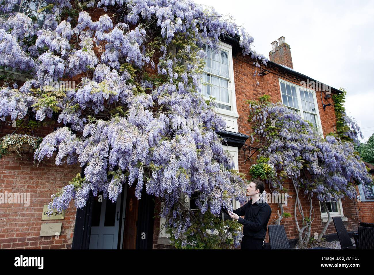 A huge wisteria covering the frontage of the Pen and Parchment public house in the centre of Stratford upon Avon. Picture shows Zebadiah Fensom who works in the public house happily posing with the wisteria. The public house sits opposite the Royal Shakespeare Theatre near the river. It is a Greene King pub. Stock Photo