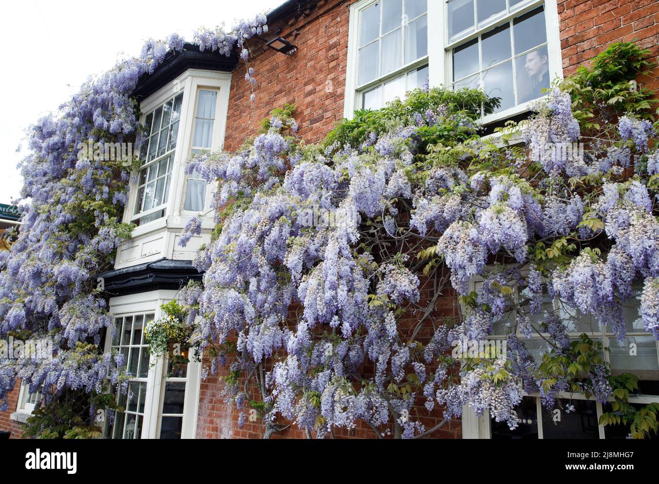 A huge wisteria covering the frontage of the Pen and Parchment public house in the centre of Stratford upon Avon. The public house sits opposite the Royal Shakespeare Theatre near the river. It is a Greene King pub. Stock Photo