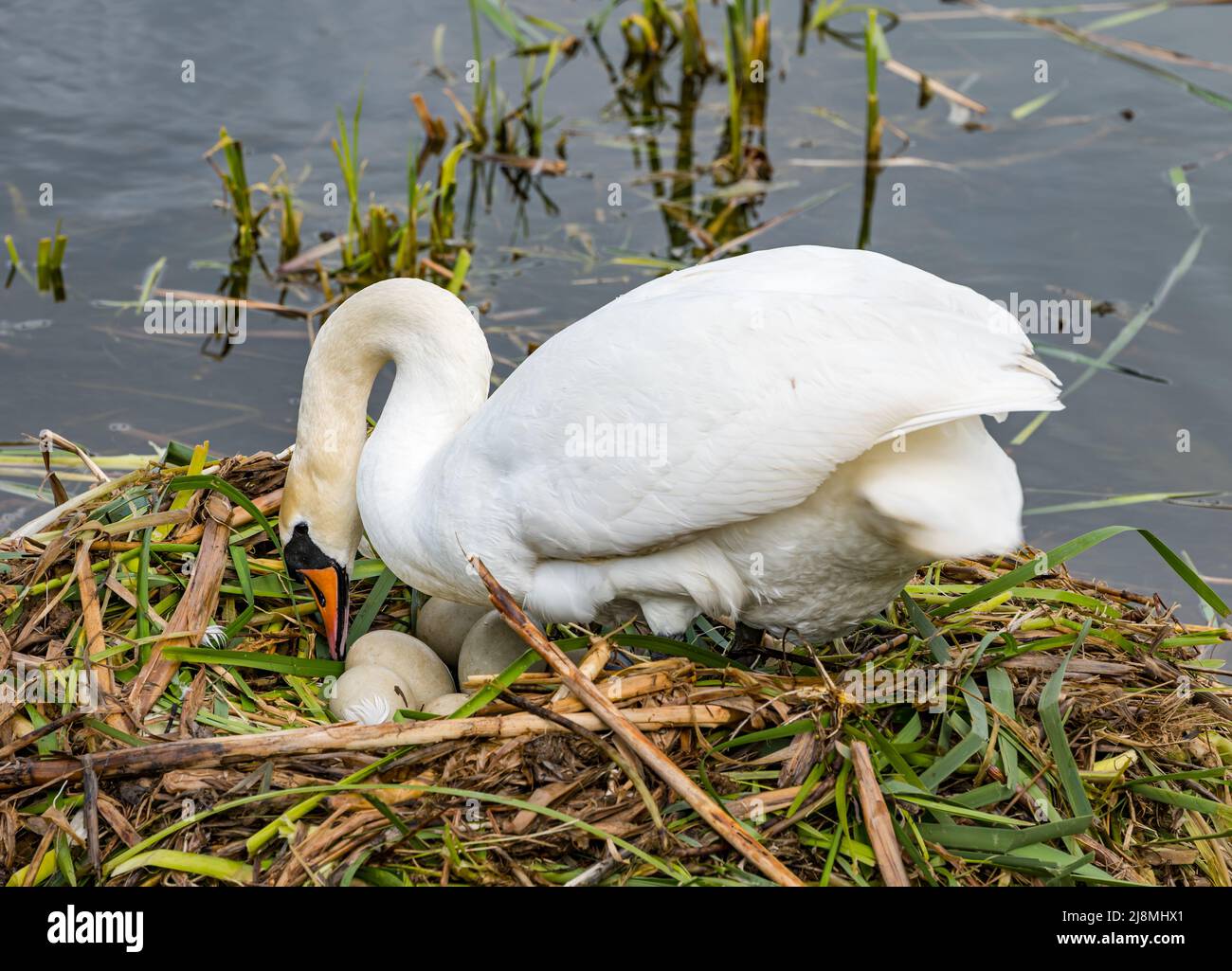 East Lothian, Scotland, United Kingdom, 17th May 2022. UK Weather: Spring sunshine. A pair of mute swans await the hatching of a clutch of eggs in a reservoir. The female tends the nest Stock Photo