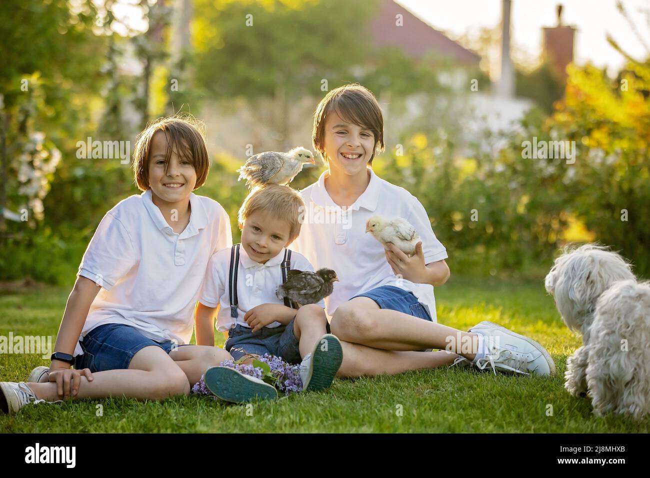 Happy children, holding little chicks in the park, playing together, maltese dog around them Stock Photo