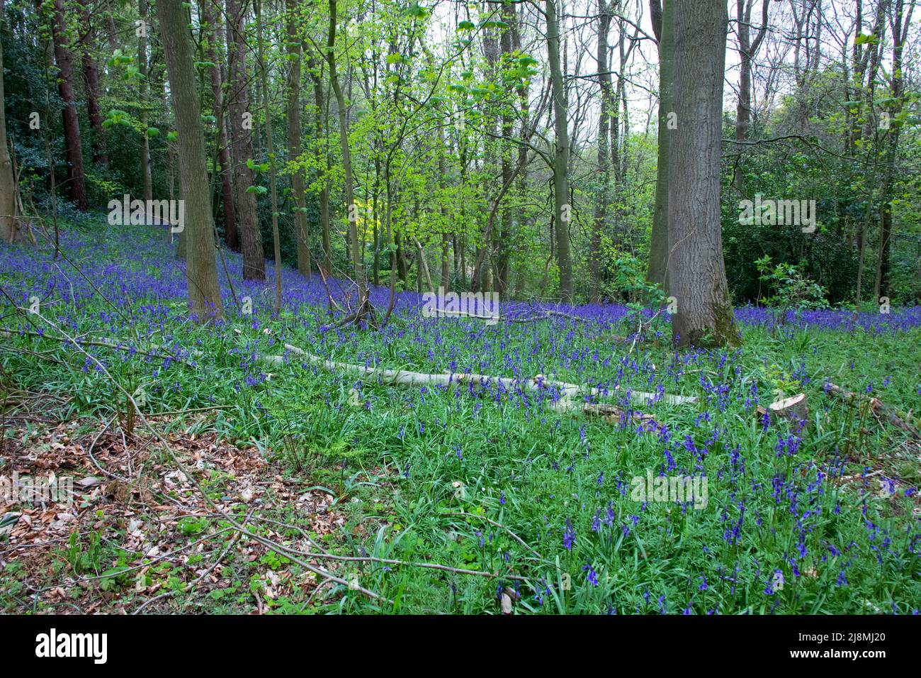 Bluebell Wood in flower in County Durham in spring Stock Photo