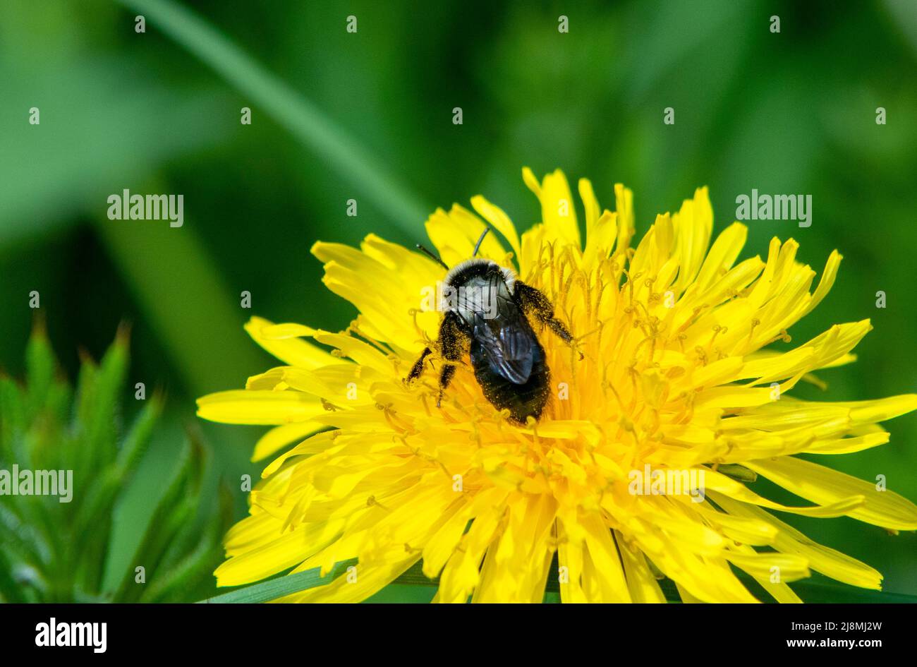 Ashy Mining Bee on Dandelion flower Stock Photo