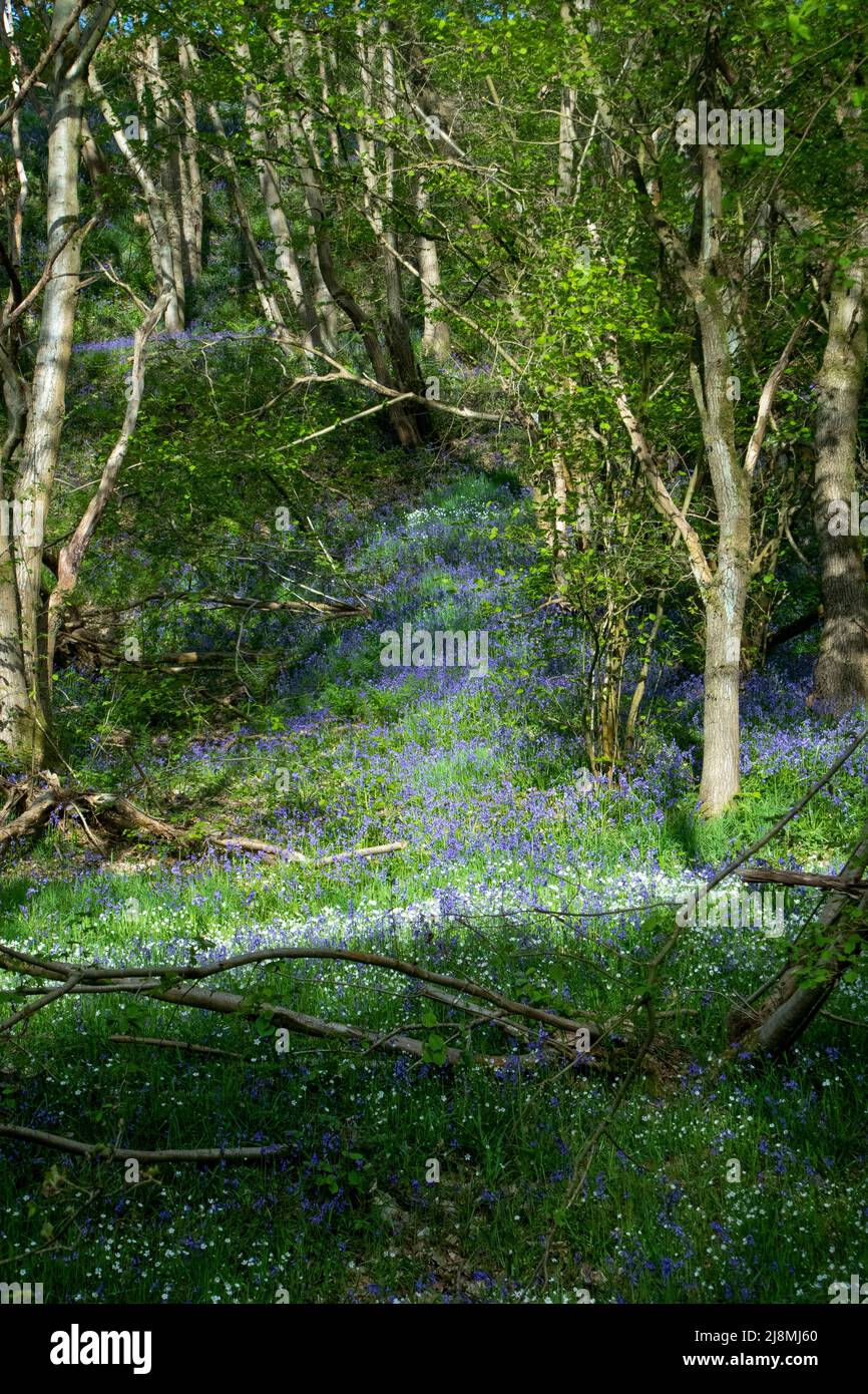 Bluebell Wood in flower in County Durham in spring Stock Photo