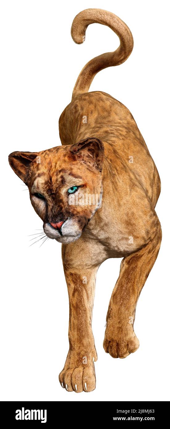 3D rendering of a big cat puma isolated on white background Stock Photo -  Alamy