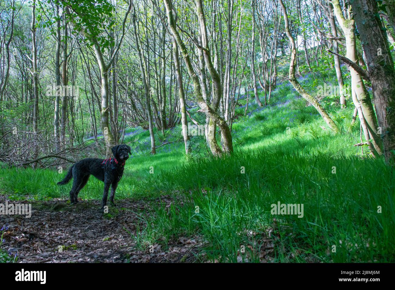 Dog in bluebell wood in flower in spring Stock Photo