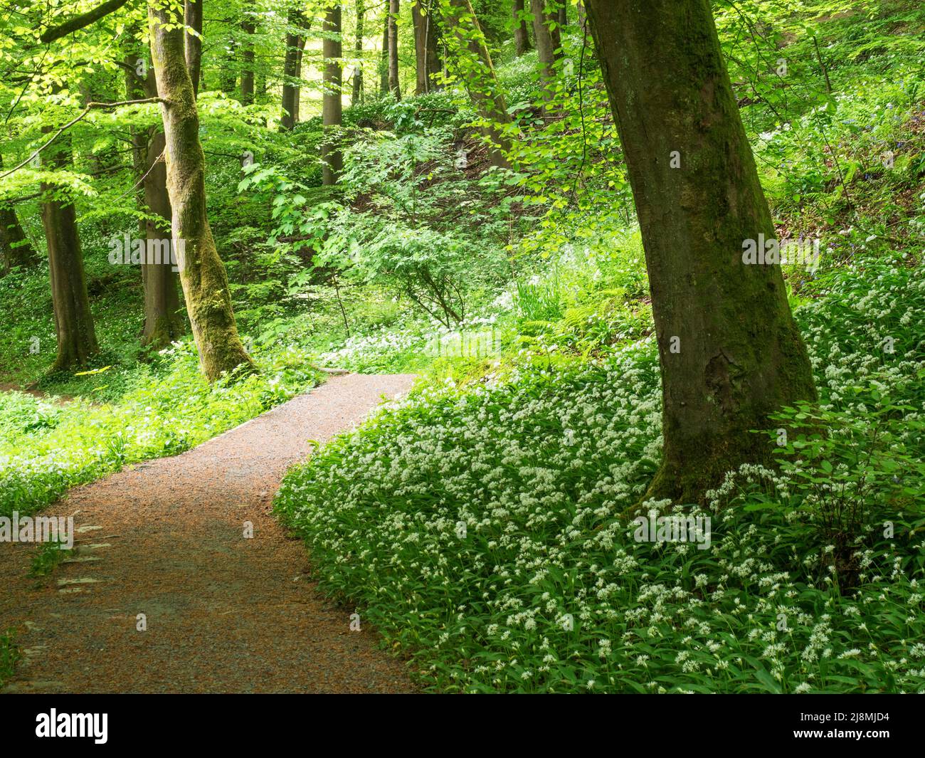 Wild garlic in bloom along a path in Strid Wood near Bolton Abbey North Yorkshire England Stock Photo