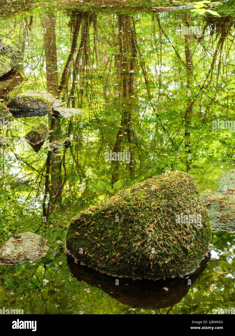 Part submerged stones and abstract tree reflections in the River Wharfe in Strid Wood Bolton Abbey North Yorkshire England Stock Photo