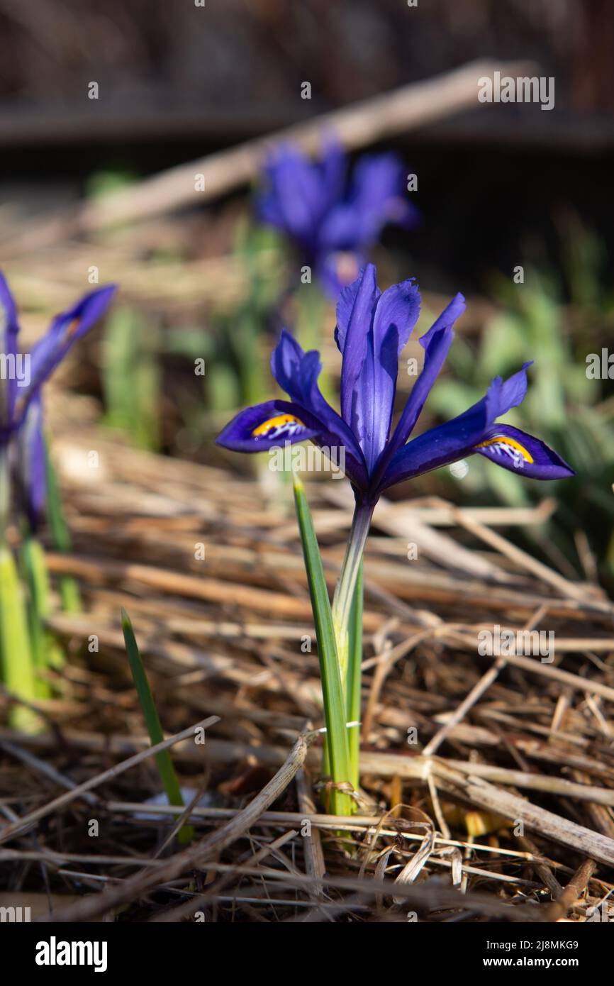 Iris reticulata 'Harmony' flowering in late winter/early spring. It pops out with its vibrant and clear blue color. Stock Photo