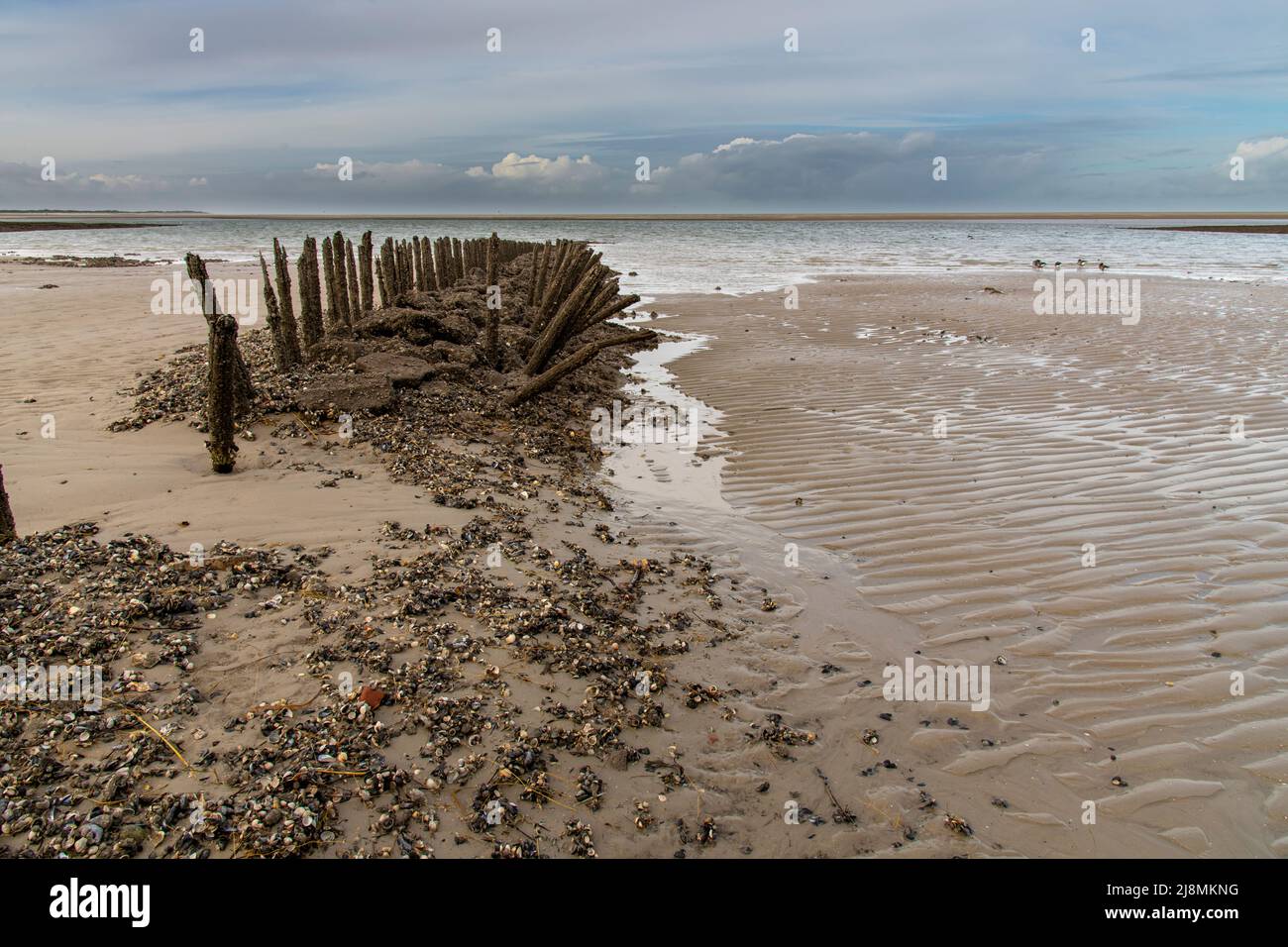 wooden poles on the beach at north sea Stock Photo