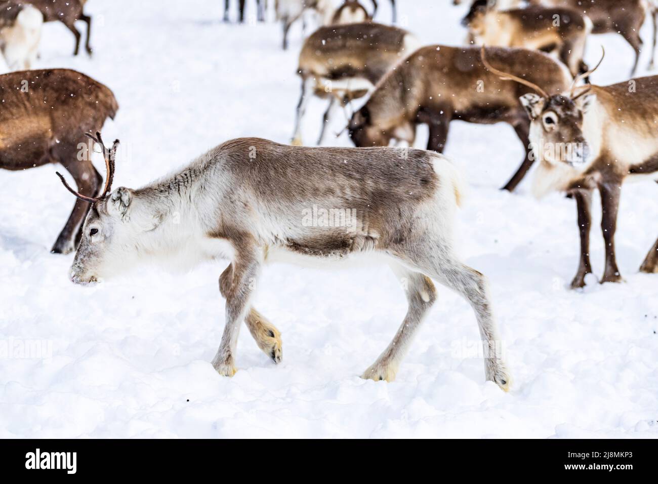 Young reindeer walking in the snow, Lapland, Sweden Stock Photo