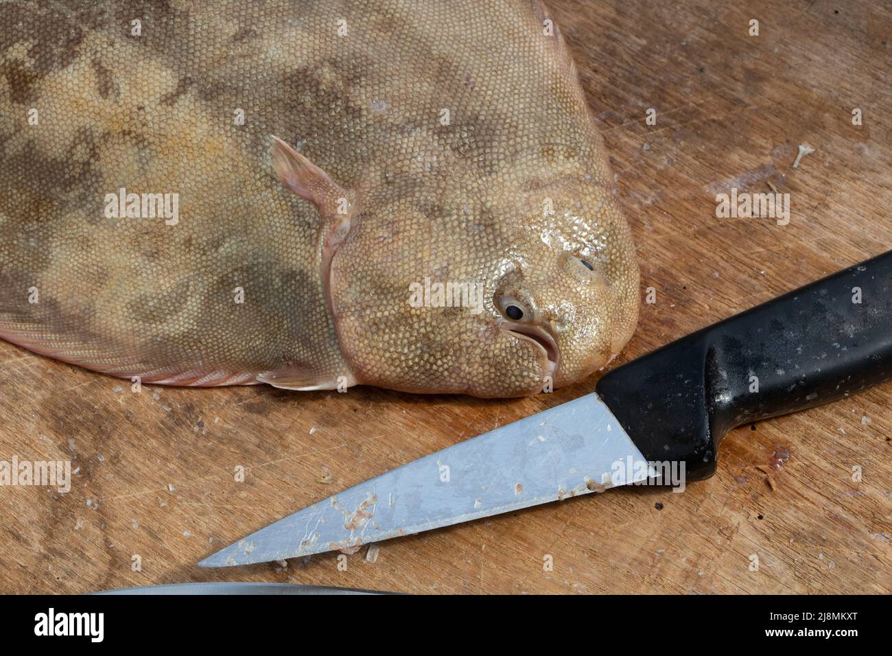 Common sole fishing in Brittany and knife Stock Photo