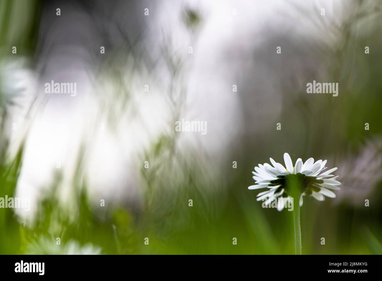 single daisy blossom in abstract garden view Stock Photo