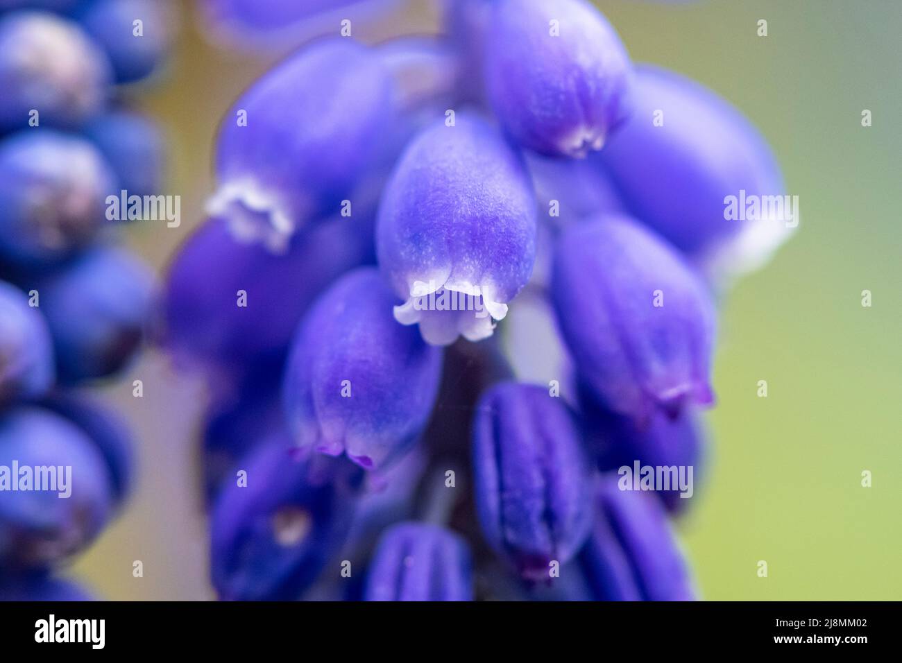 macro image of blue grape hyacinth blossom Stock Photo