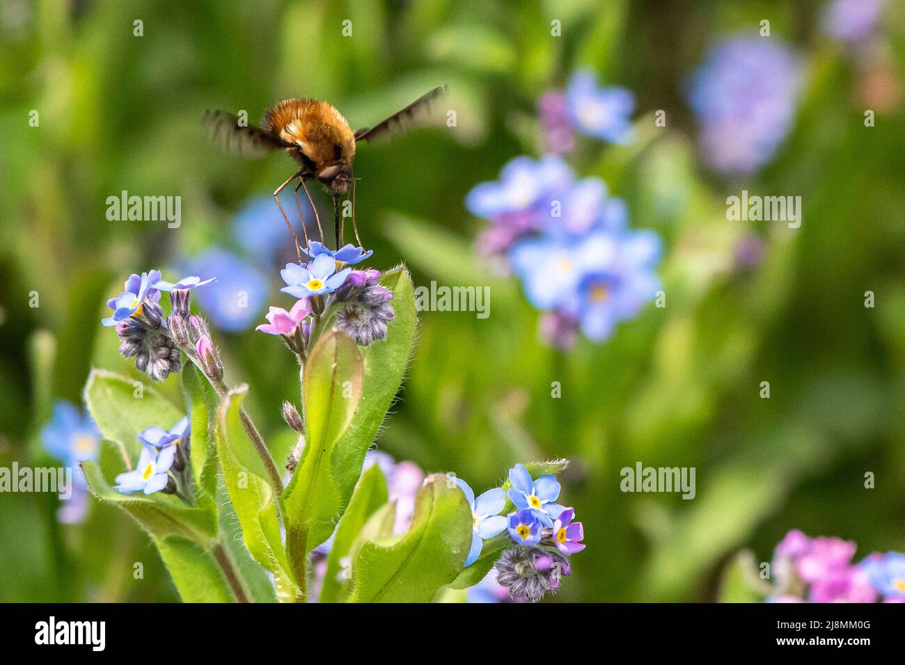 wild bee flying on a blossom Stock Photo