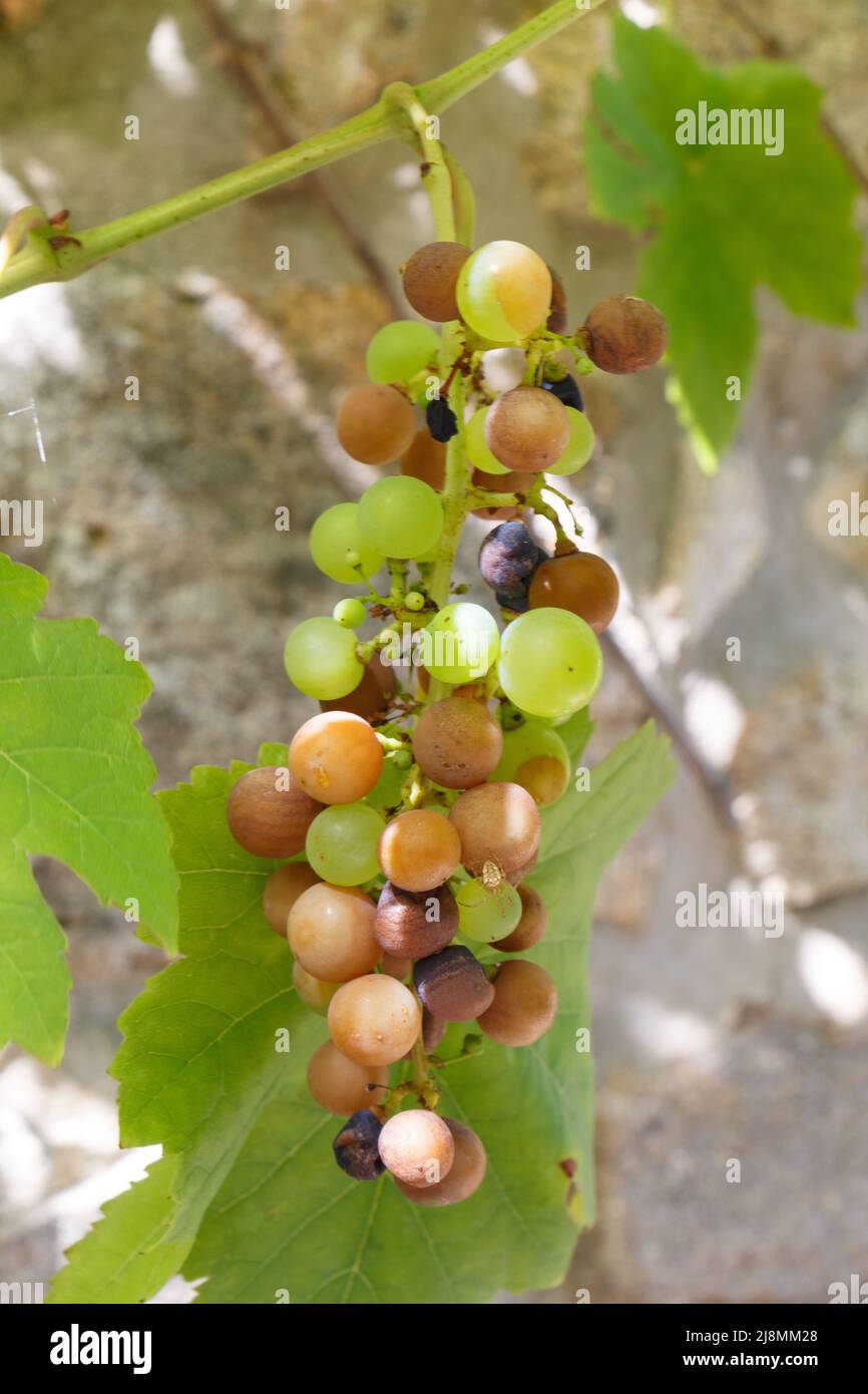 Bunch of rotten grapes on a vine in an orchard Stock Photo