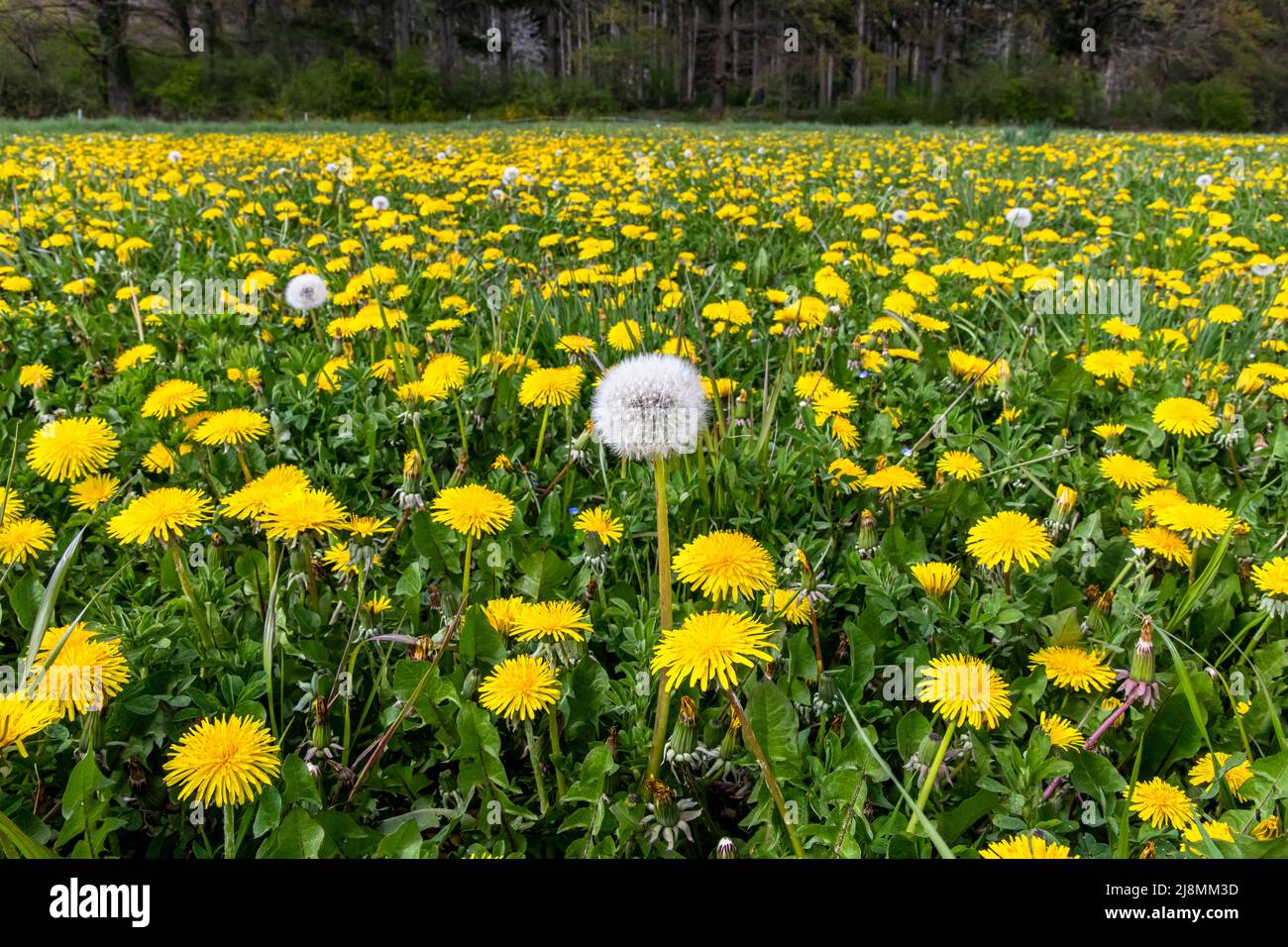 Dandelion field botany hi-res stock photography and images - Alamy