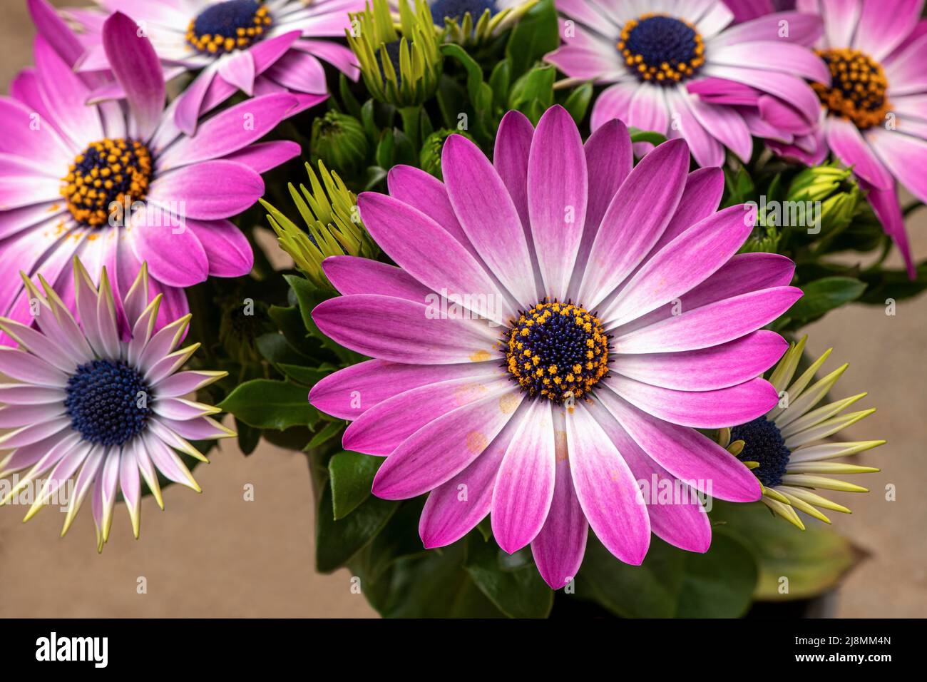 bright pink blossoms background Stock Photo