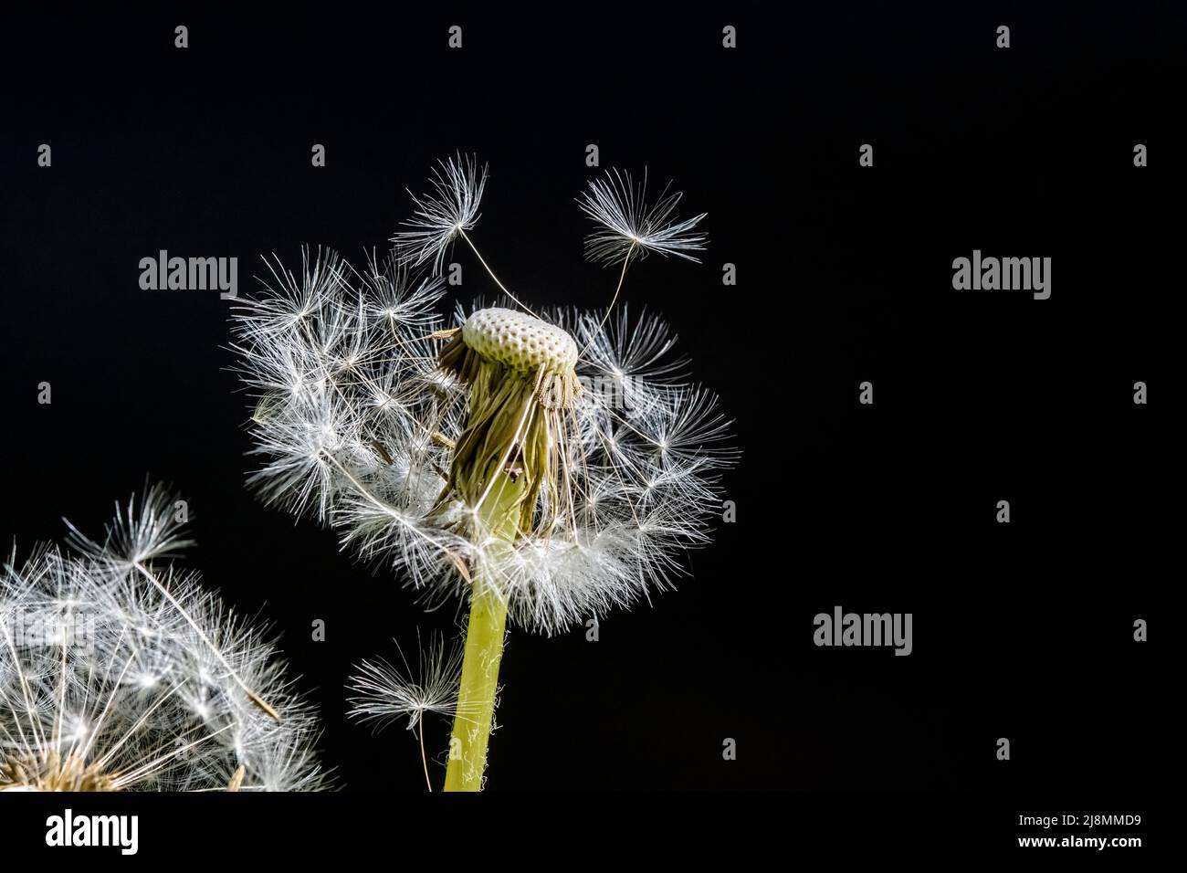 dandelion blowball with flying seeds on black background Stock Photo