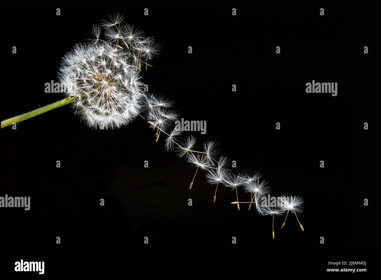 dandelion blowball with flying seeds on black background Stock Photo