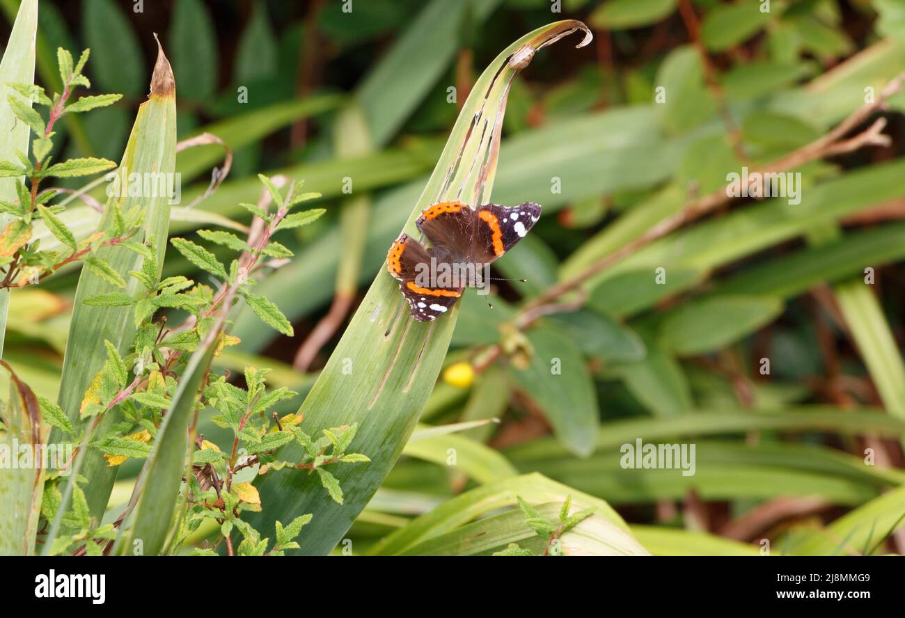 Red admiral butterfly on a leaf in a garden during summer Stock Photo