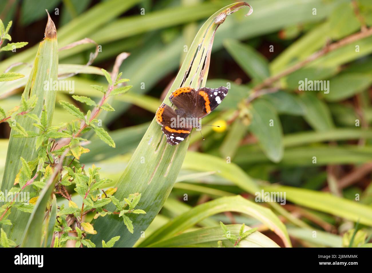 Red admiral butterfly on a leaf in Brittany Stock Photo