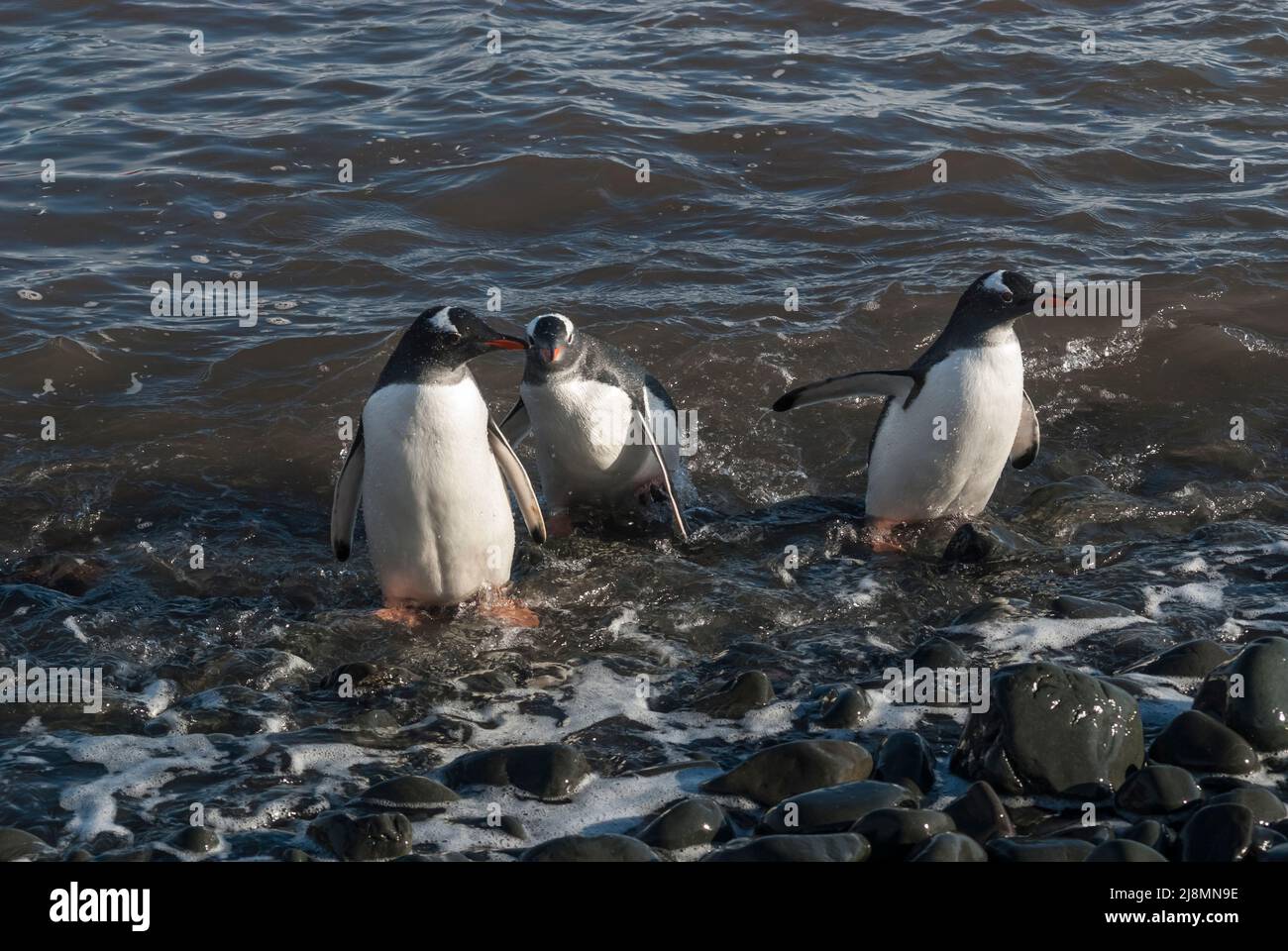Gentoo penguin, Antarctic peninsula, Livingston Island in the South ...